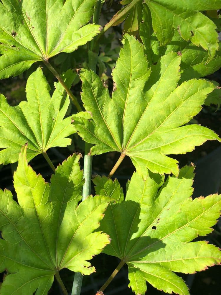 Bomen huren voor uw event — alles wat u moet weten