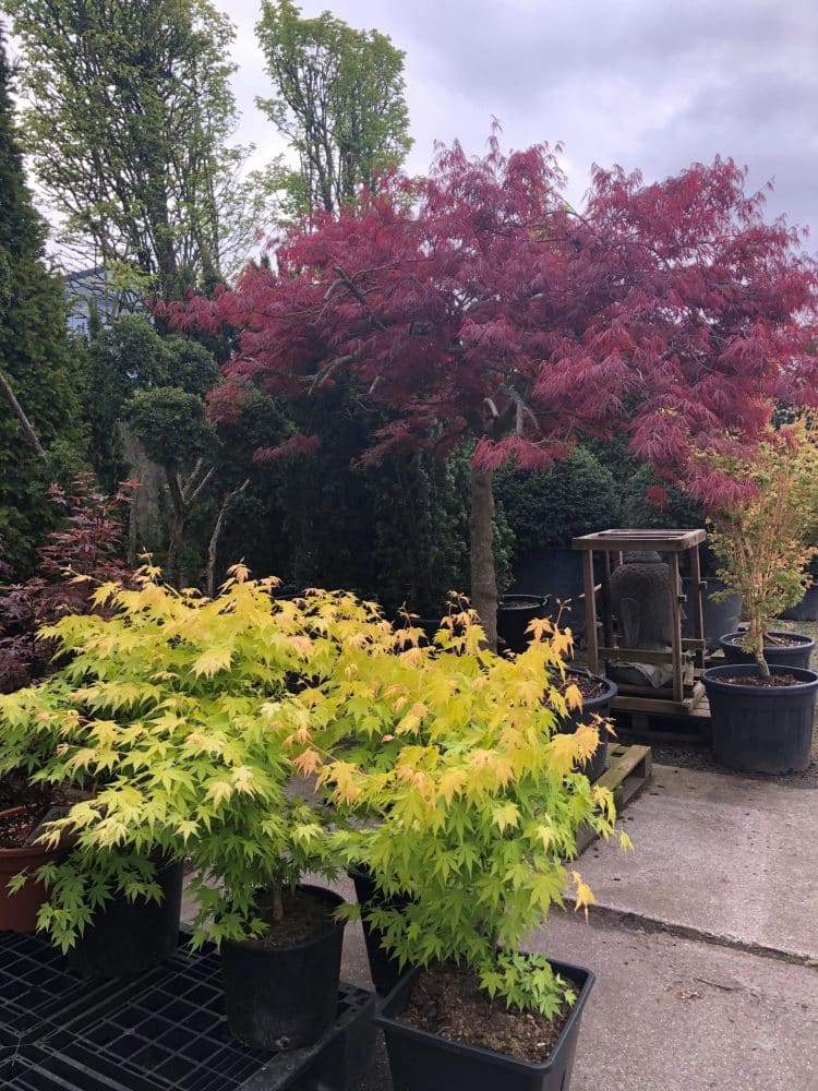 Mediterrane potgrond