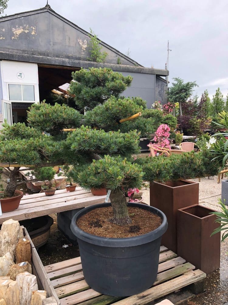 Zelf een niwaki snoeien — meld u aan voor de mei-workshop