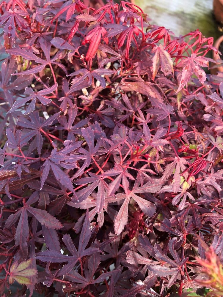 Picea