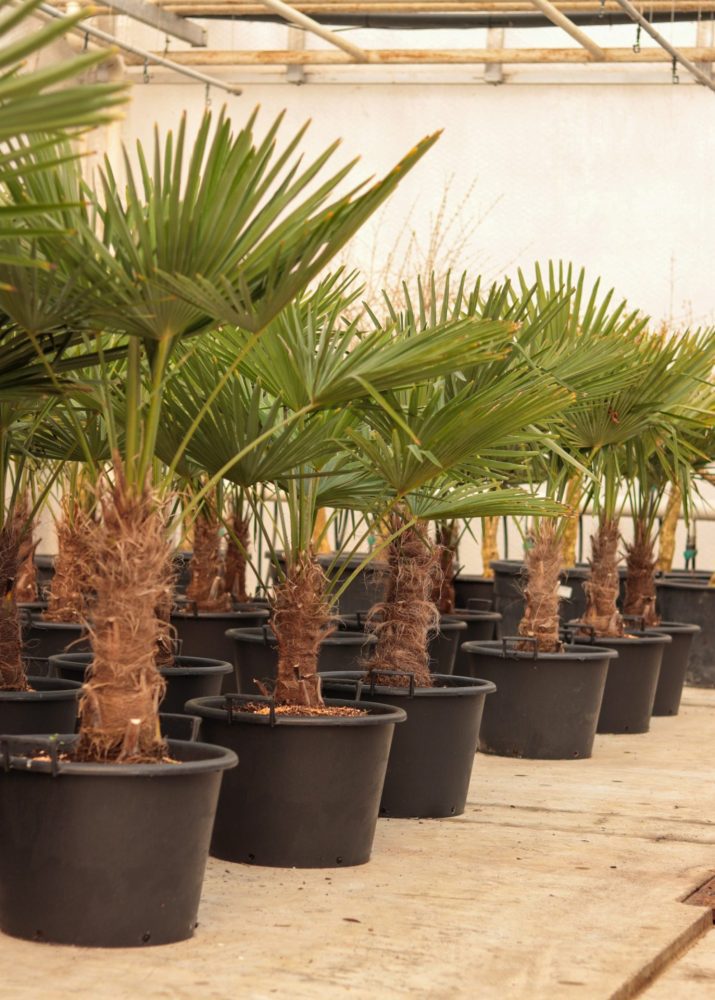 Bomen huren voor uw event — alles wat u moet weten