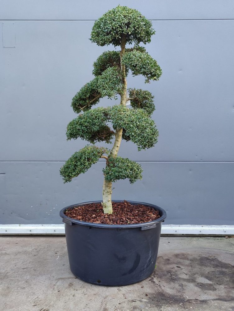 Zelf een niwaki snoeien — meld u aan voor de mei-workshop