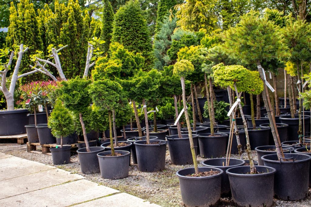 5 tips voor een mediterrane tuin in Nederland