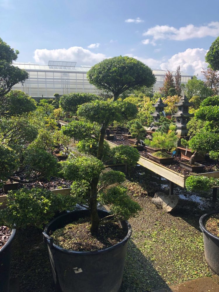 Solitairen & Karakter