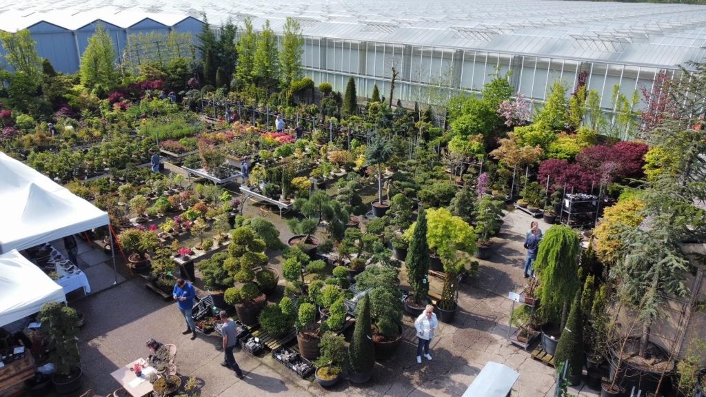 Hoe verzorg je een Japanse esdoorn in de winter?