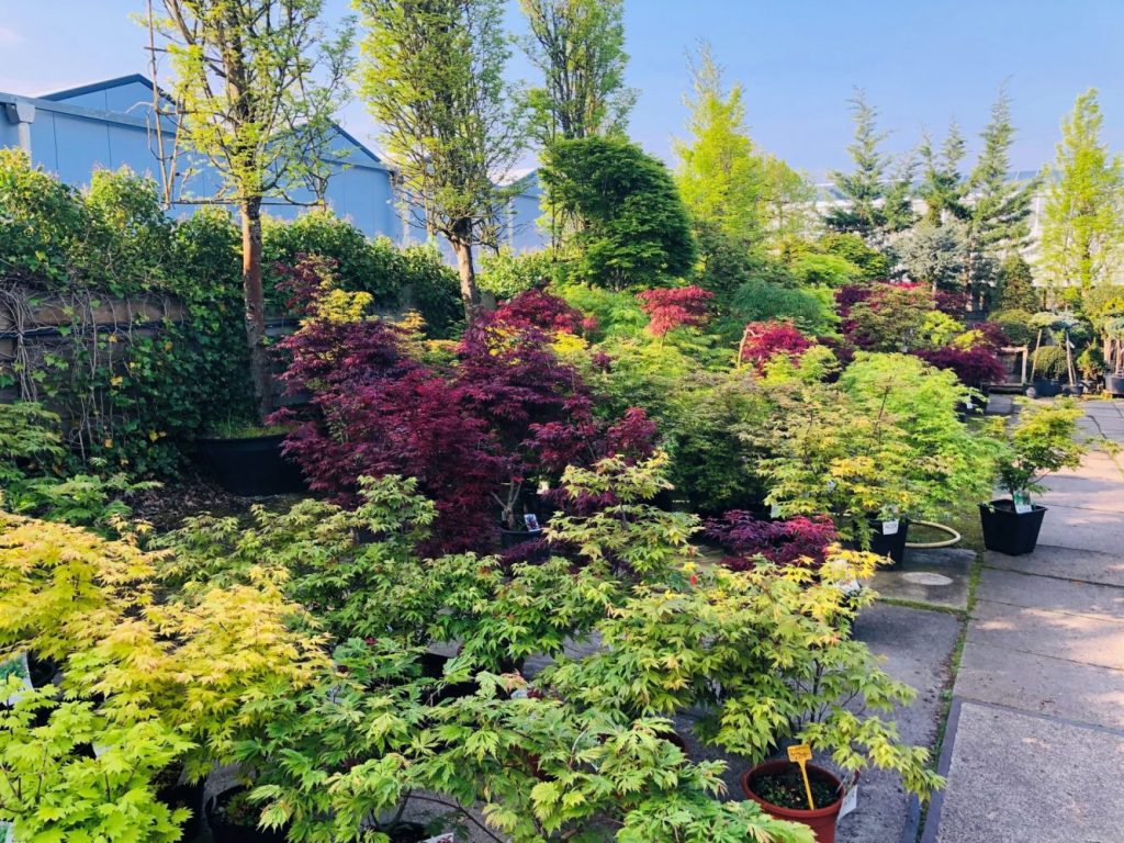 Bomen huren voor uw event — alles wat u moet weten