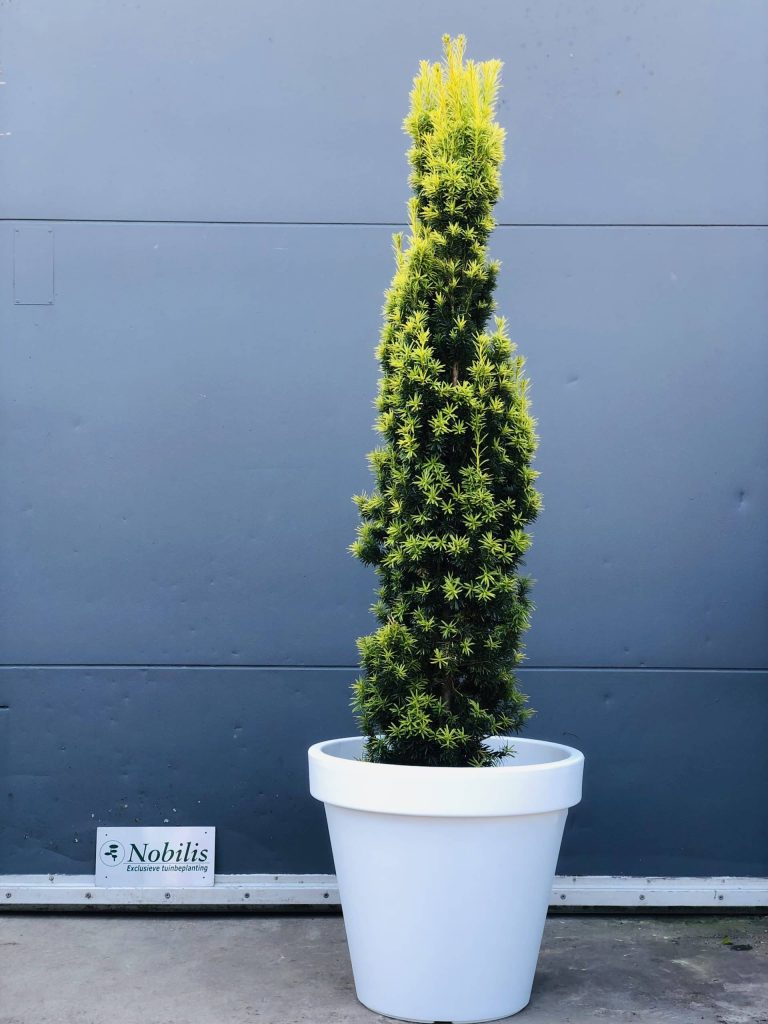 Zelf een niwaki snoeien — meld u aan voor de mei-workshop