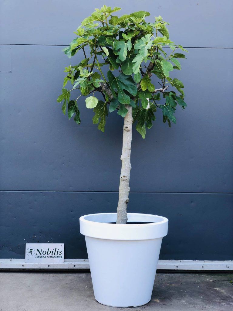 Biologische aanplantgrond