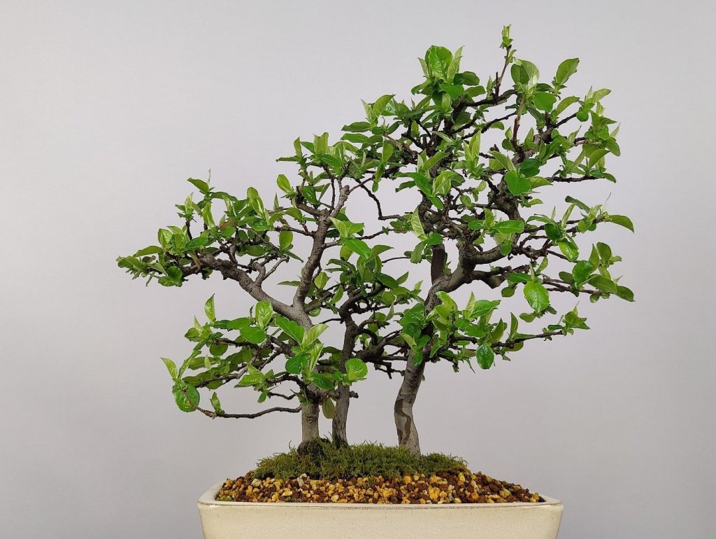 Zelf een niwaki snoeien — meld u aan voor de mei-workshop