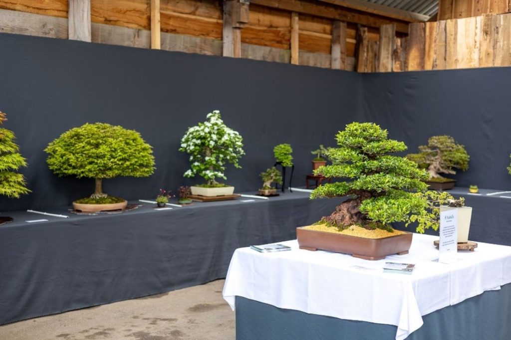 Solitairen & Karakter