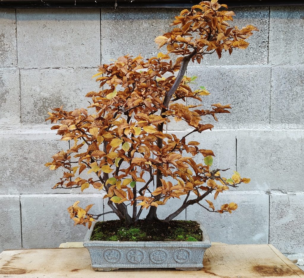 Solitairen & Karakter