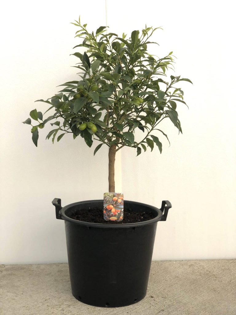 Hoe verzorg je een Japanse esdoorn in de winter?