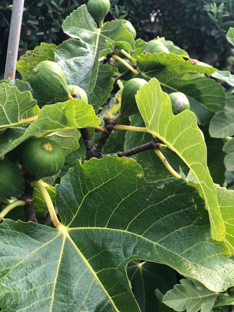 Solitairen & Karakter