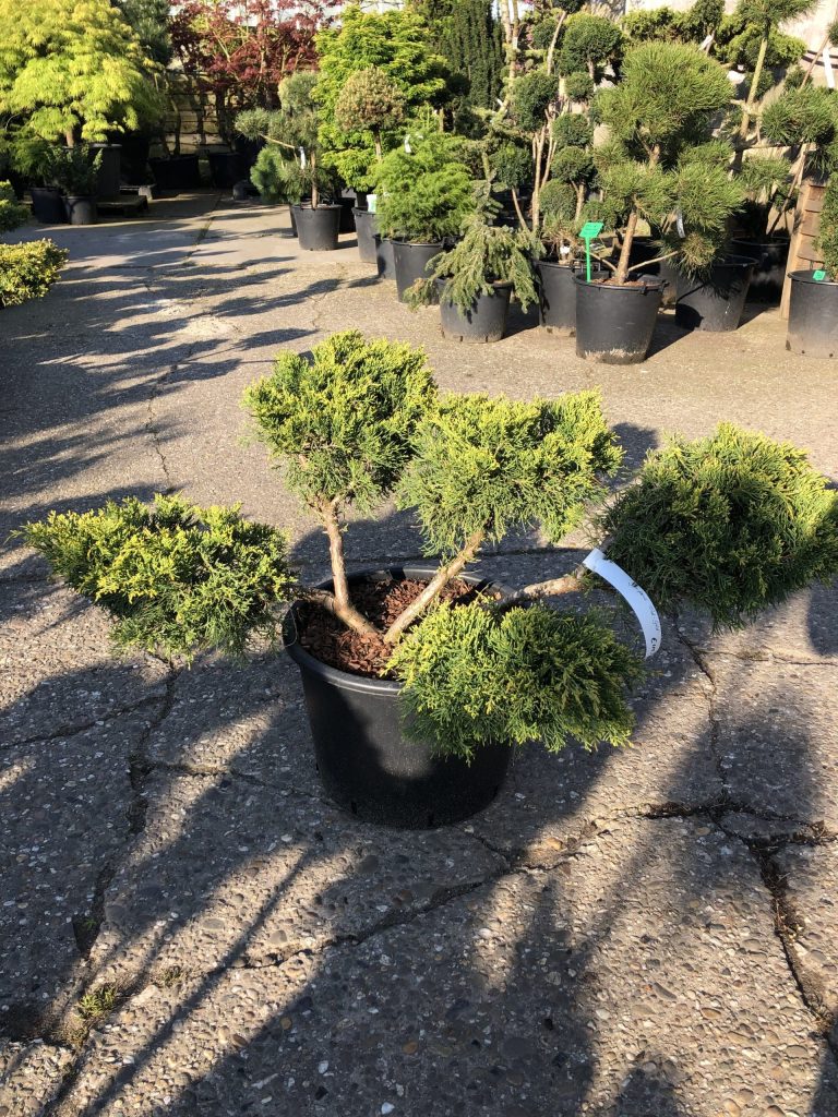 Zelf een niwaki snoeien — meld u aan voor de mei-workshop