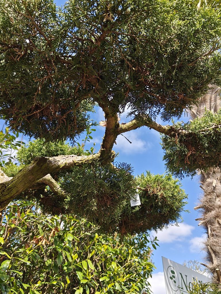 Voorjaarscollectie 2026: 30+ nieuwe soorten in de kwekerij