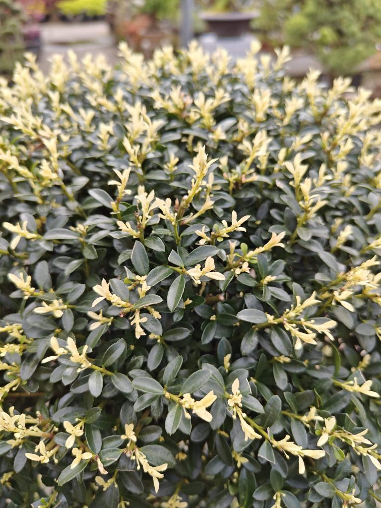 Biologische aanplantgrond