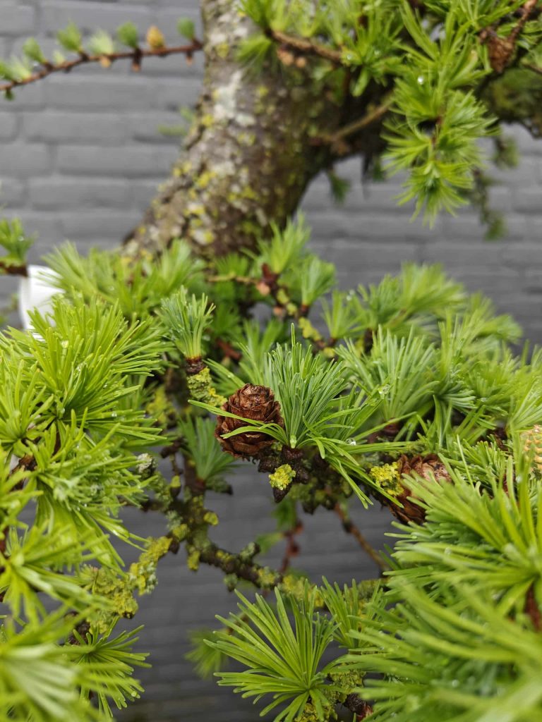 Zelf een niwaki snoeien — meld u aan voor de mei-workshop