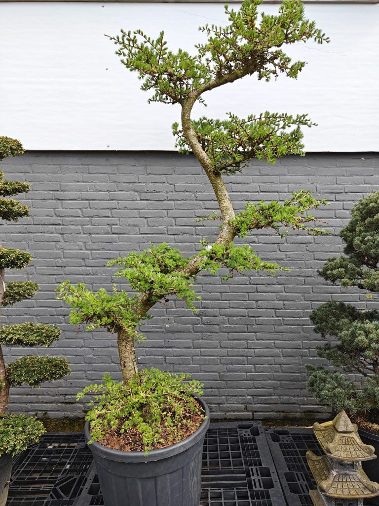 Mediterrane potgrond