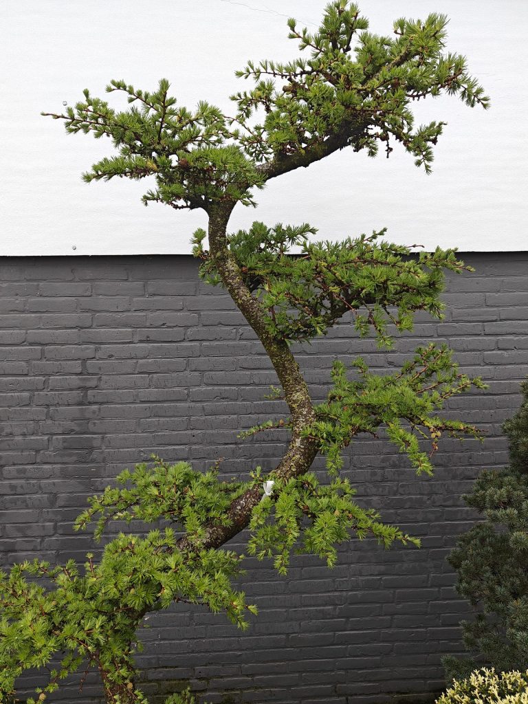 Voorjaarscollectie 2026: 30+ nieuwe soorten in de kwekerij