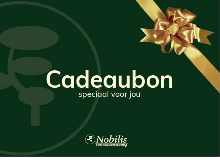 Hoe verzorg je een Japanse esdoorn in de winter?