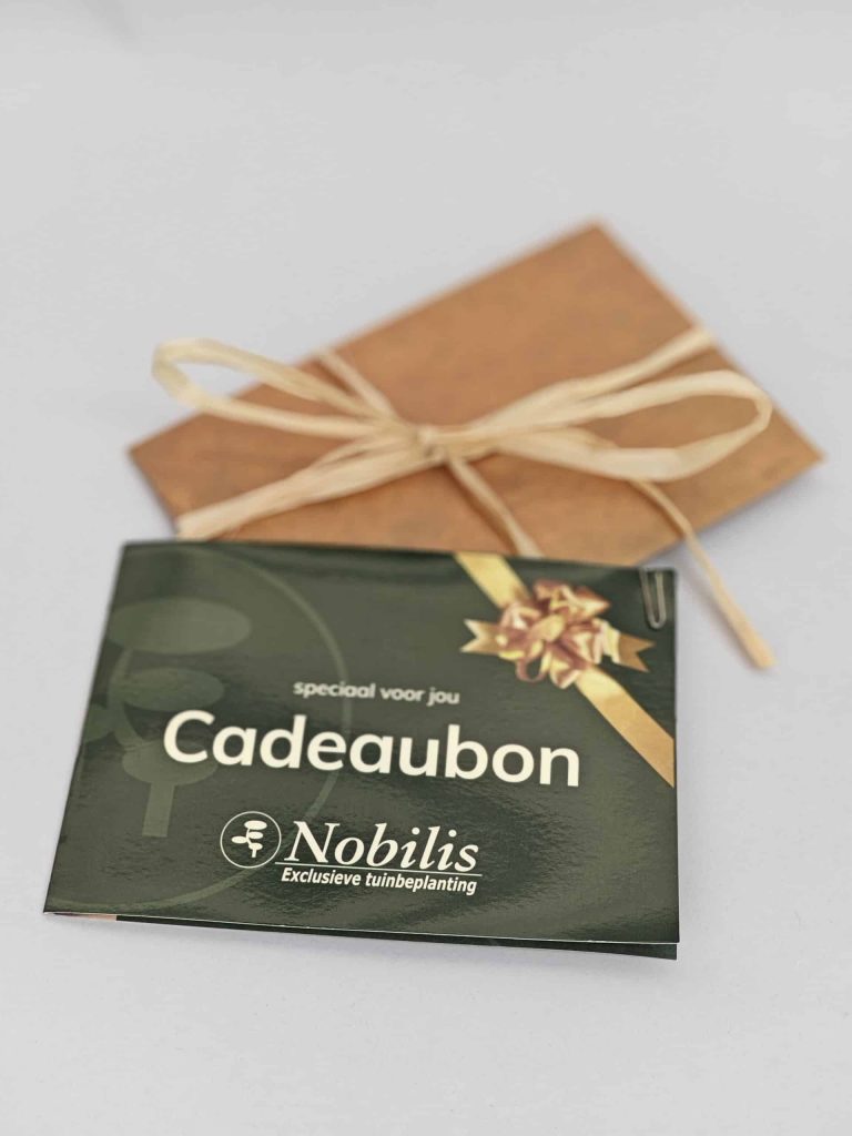 Hoe verzorg je een Japanse esdoorn in de winter?