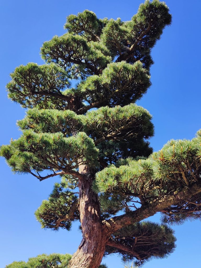 Mediterrane potgrond