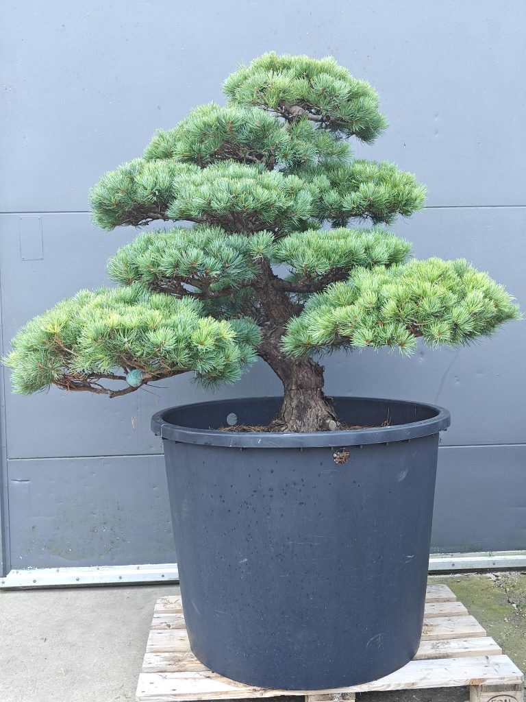 Hoe verzorg je een Japanse esdoorn in de winter?