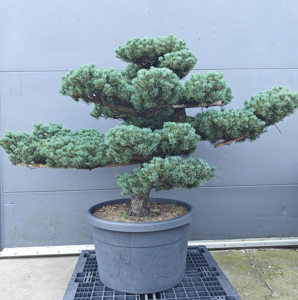 Bomen huren voor uw event — alles wat u moet weten
