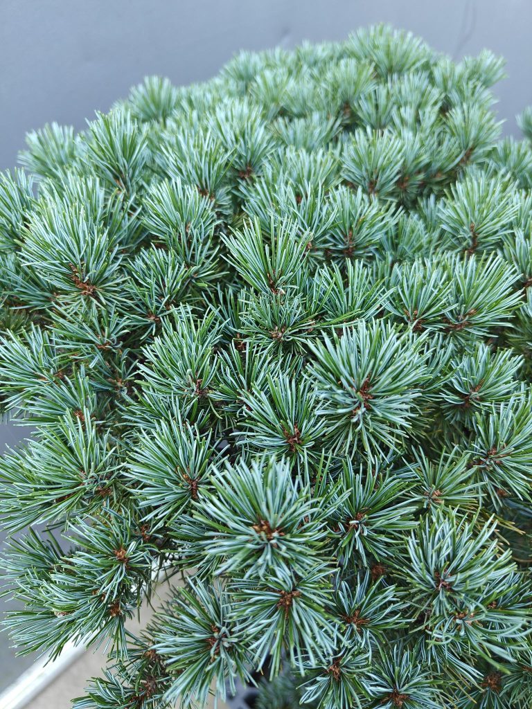 Picea