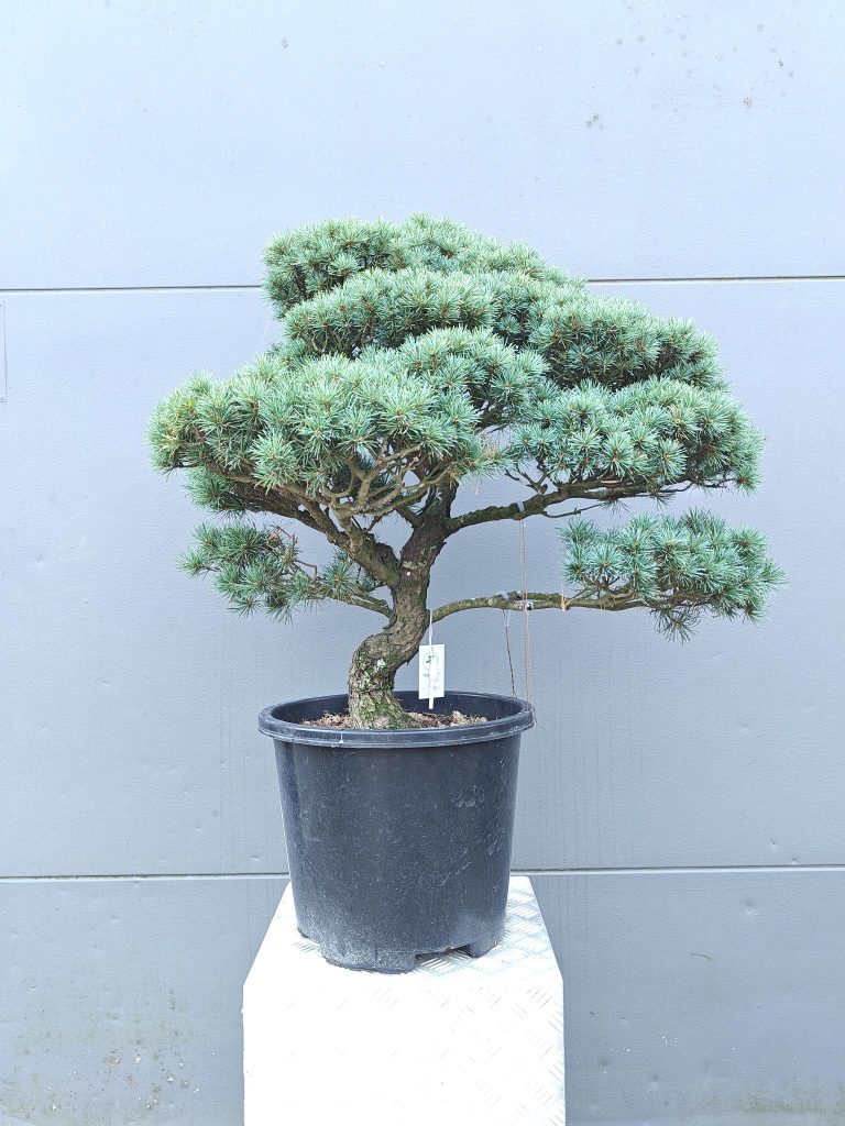 Mediterrane potgrond