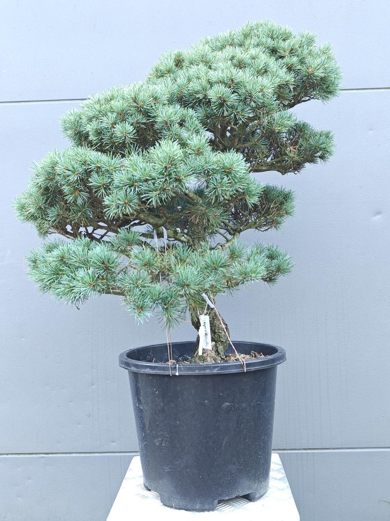 Bomen huren voor uw event — alles wat u moet weten