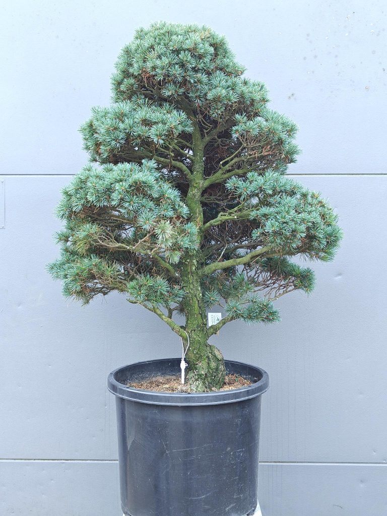 Biologische aanplantgrond