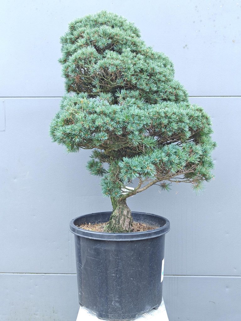 Biologische aanplantgrond