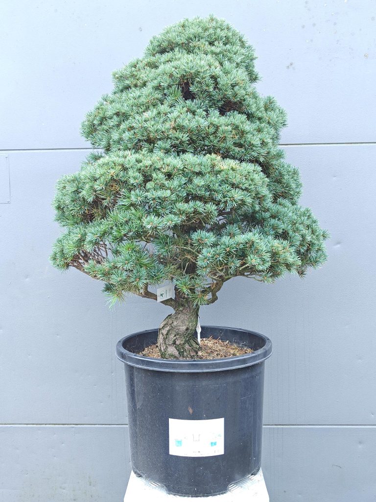 5 tips voor een mediterrane tuin in Nederland