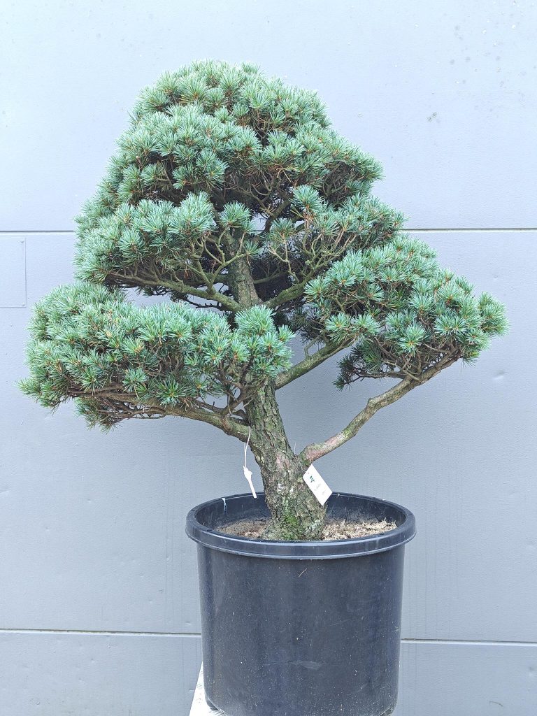 Solitairen & Karakter