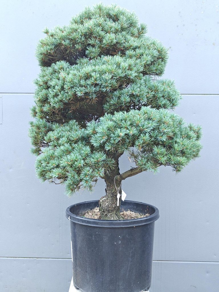 Voorjaarscollectie 2026: 30+ nieuwe soorten in de kwekerij