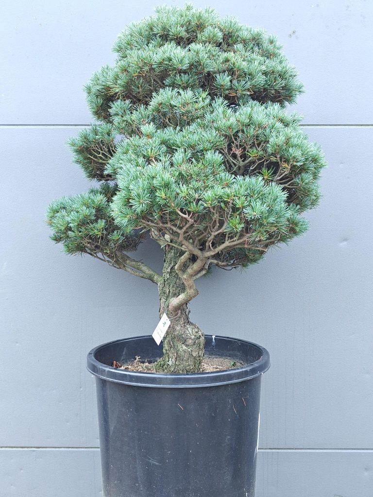 Hoe verzorg je een Japanse esdoorn in de winter?