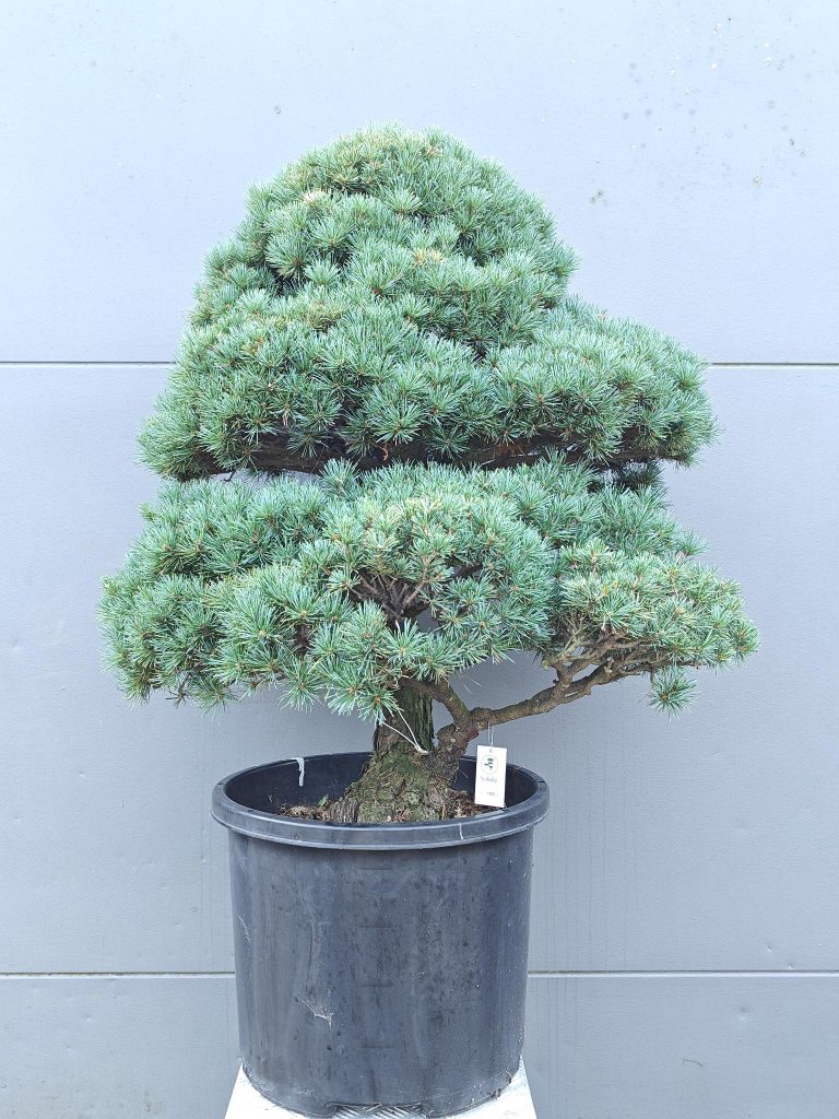 Mediterrane potgrond