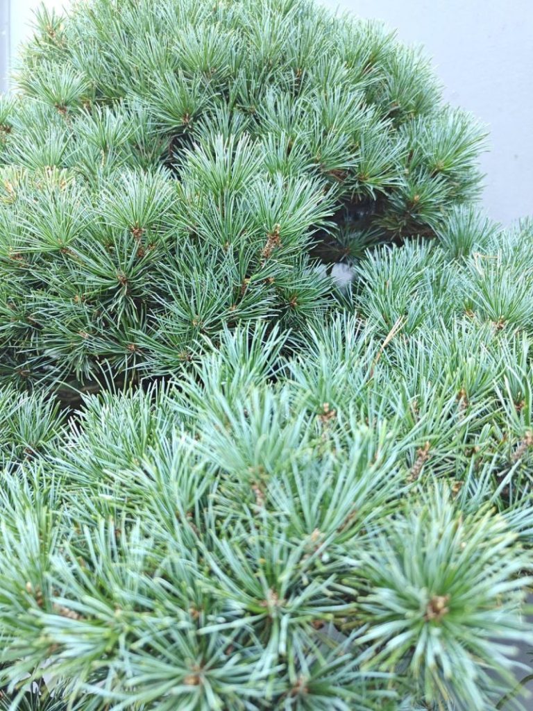 Pinus
