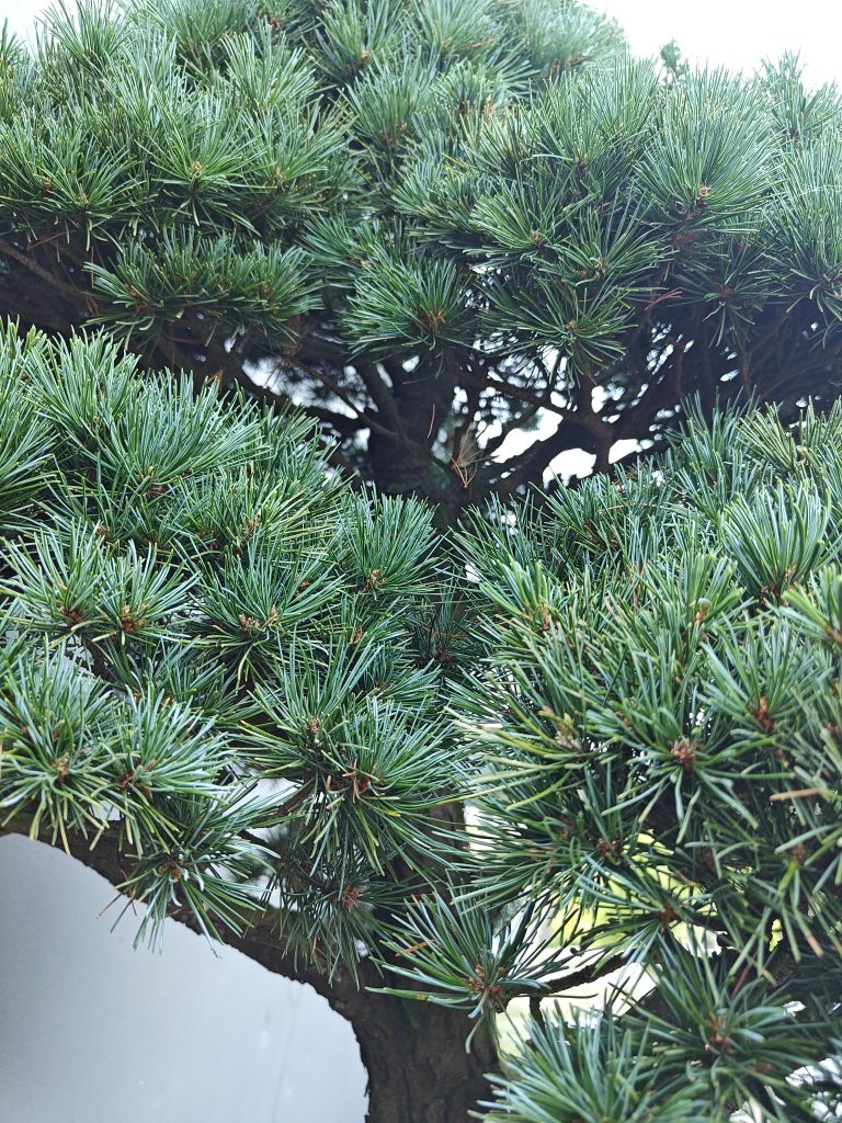 Biologische aanplantgrond