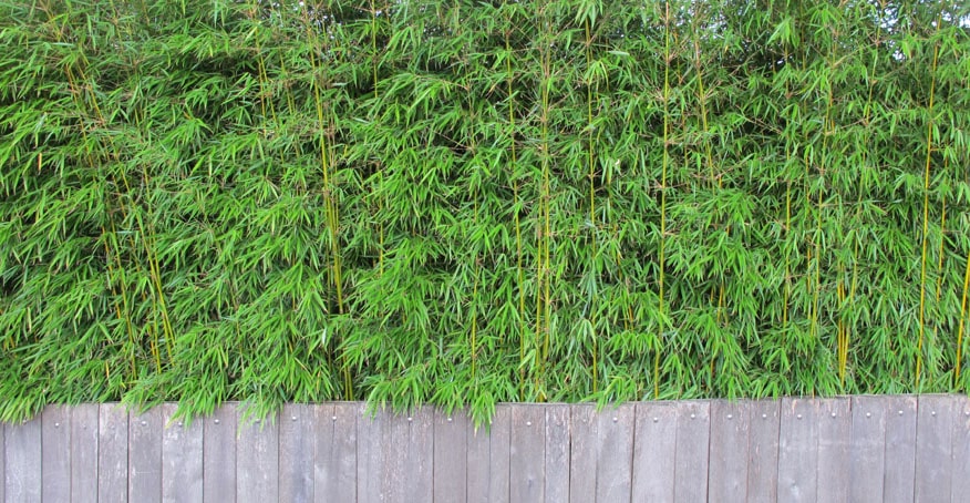 5 tips voor een mediterrane tuin in Nederland