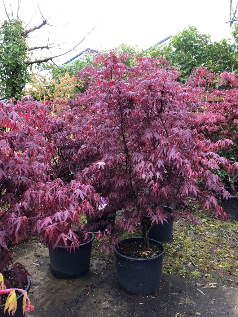 Biologische aanplantgrond