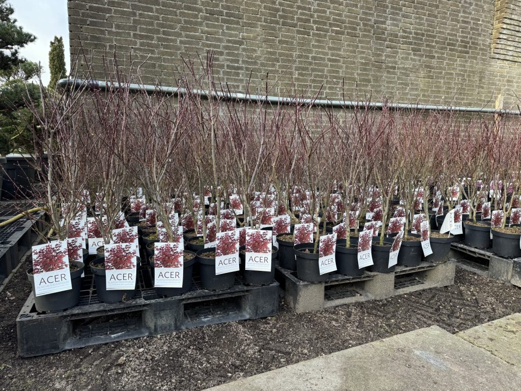 Zelf een niwaki snoeien — meld u aan voor de mei-workshop