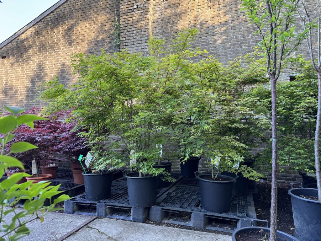 Hoe verzorg je een Japanse esdoorn in de winter?