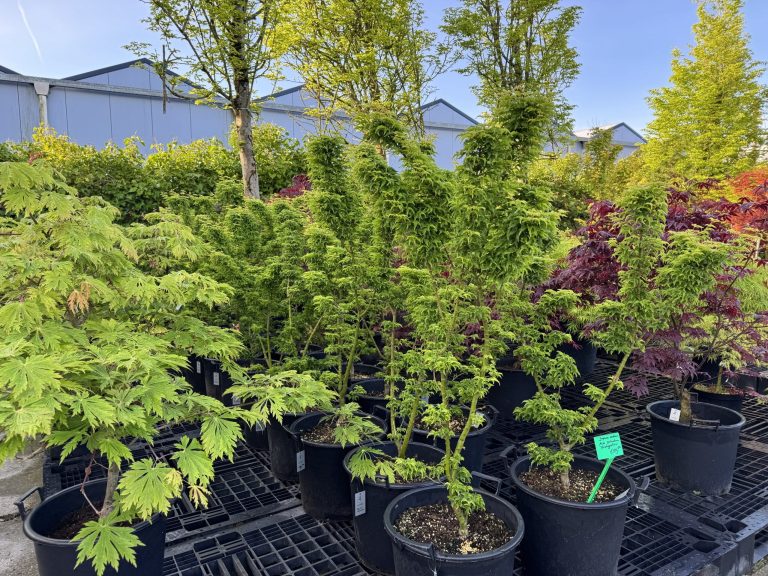 Biologische aanplantgrond