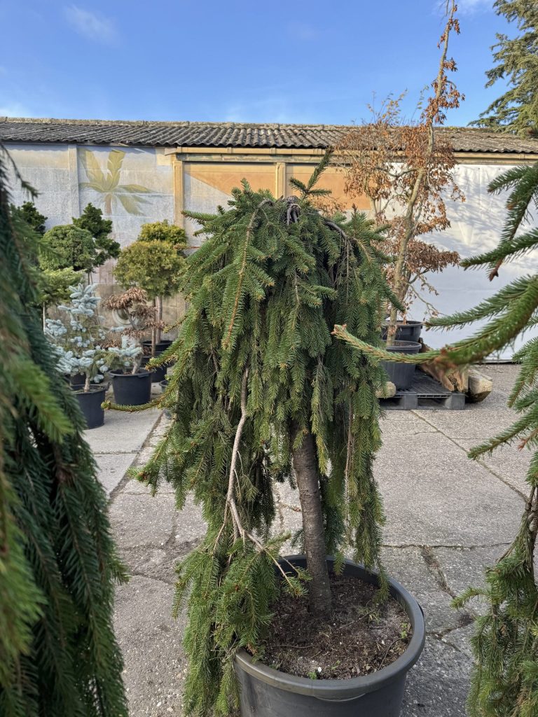 Mediterrane potgrond