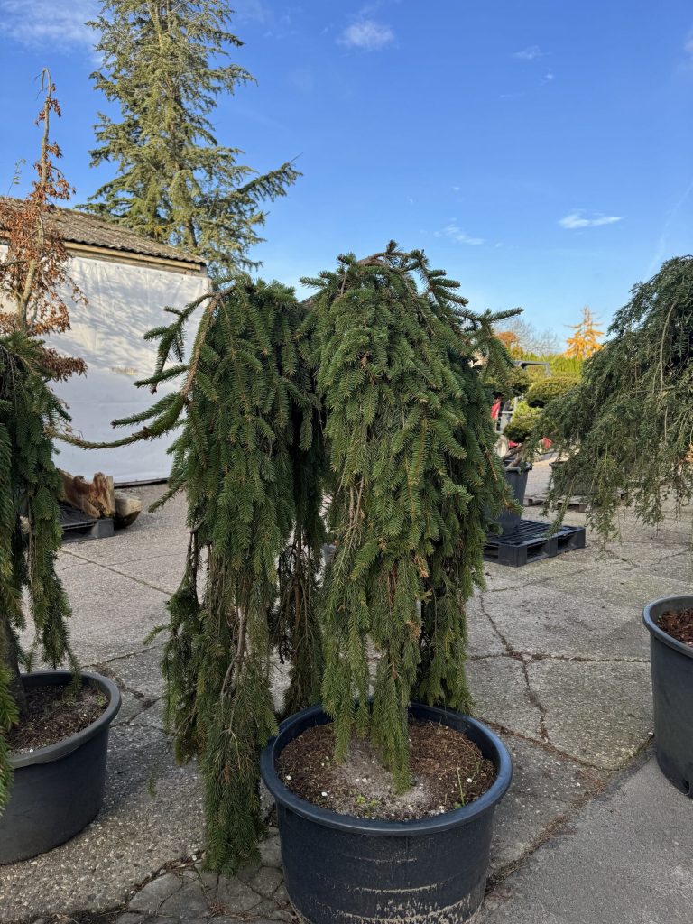 Solitairen & Karakter