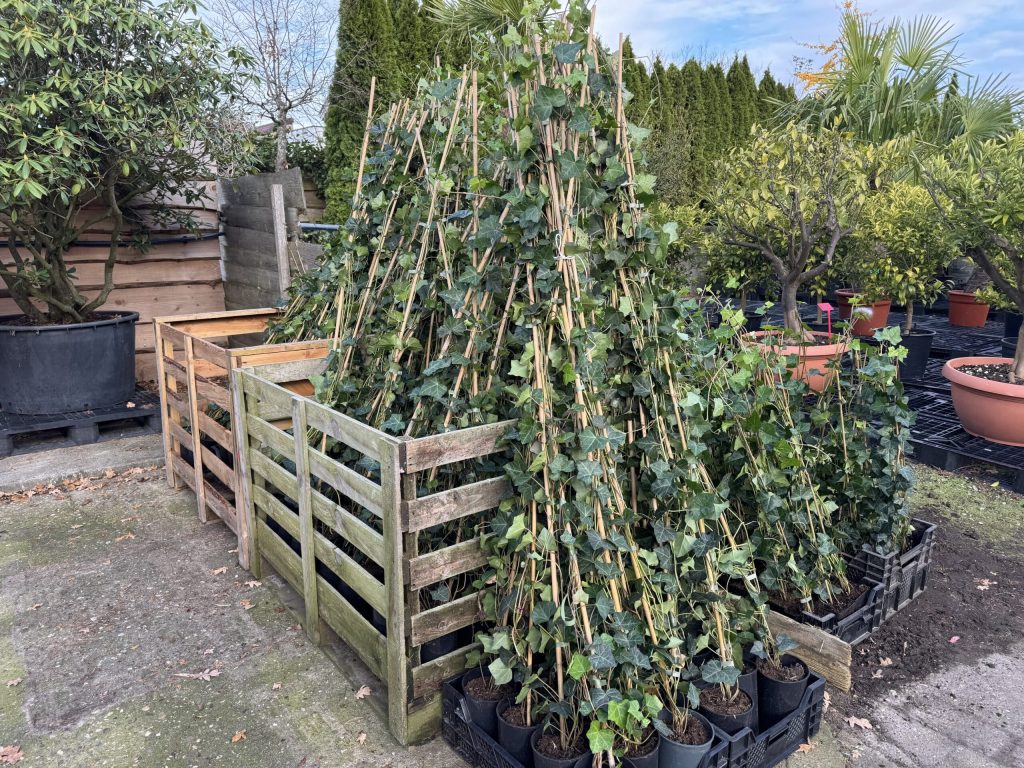 Bamboe Fargesia "Campbell"