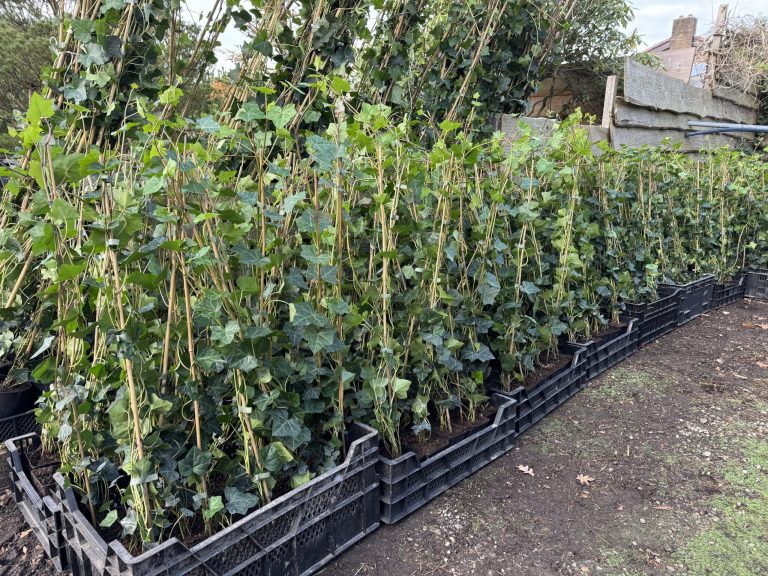 Biologische aanplantgrond