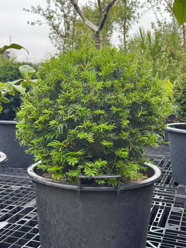 Universele potgrond